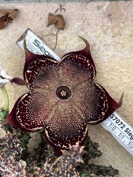 Edithcolea grandis